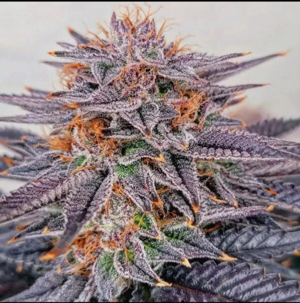 Gushers