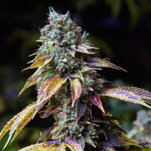 LA Confidential