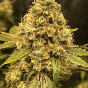 Lemon Haze