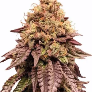 Mimosa