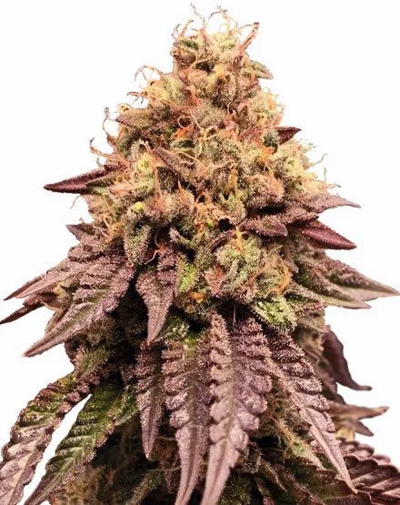 Mimosa