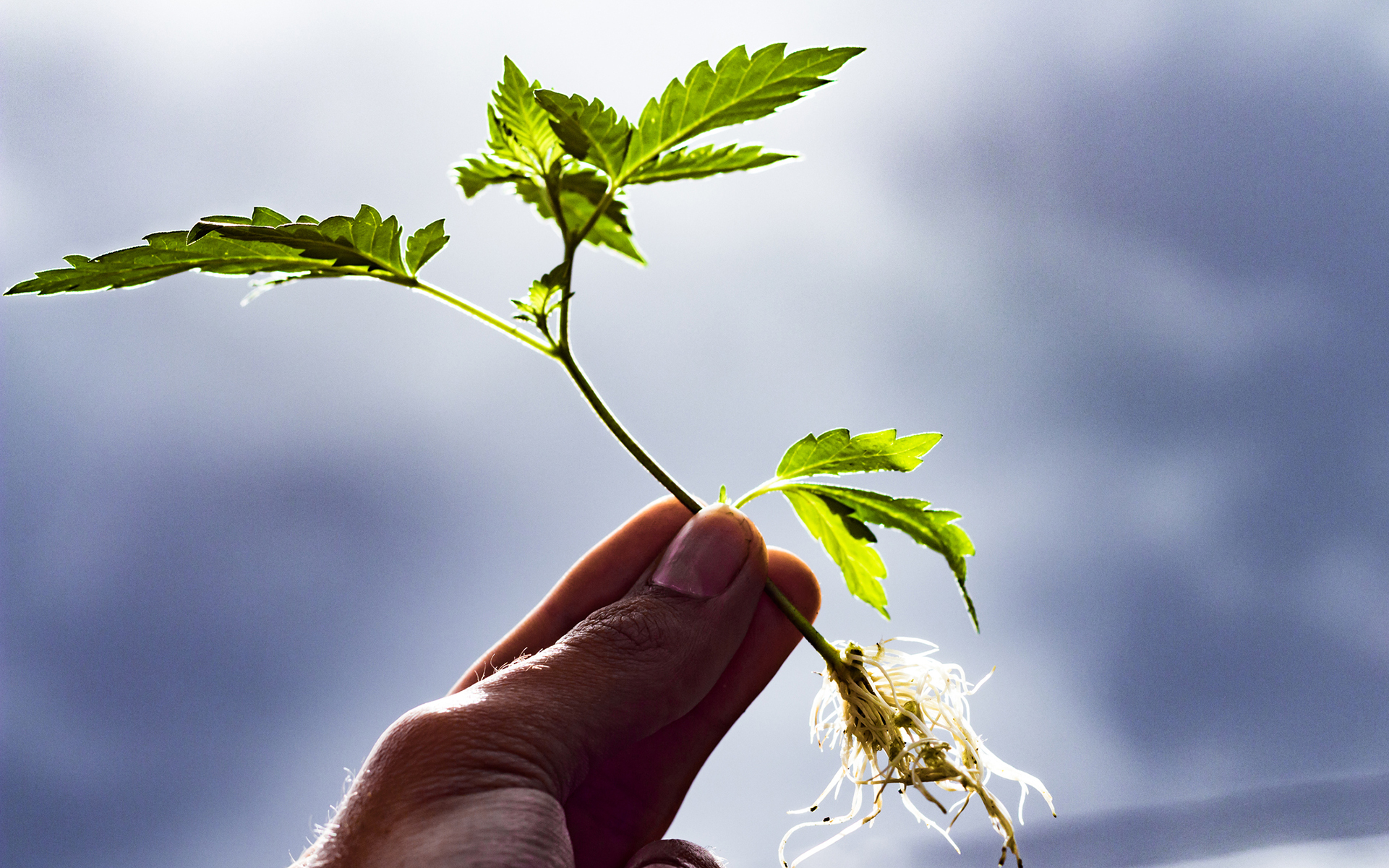 How To Choose the Right Cannabis Clone Strain Online?