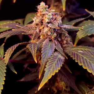 Purple Thai