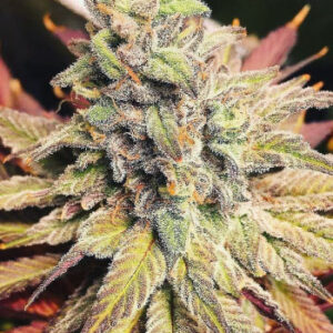 Sour Diesel