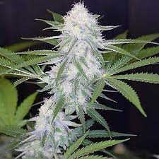 Super Silver Haze