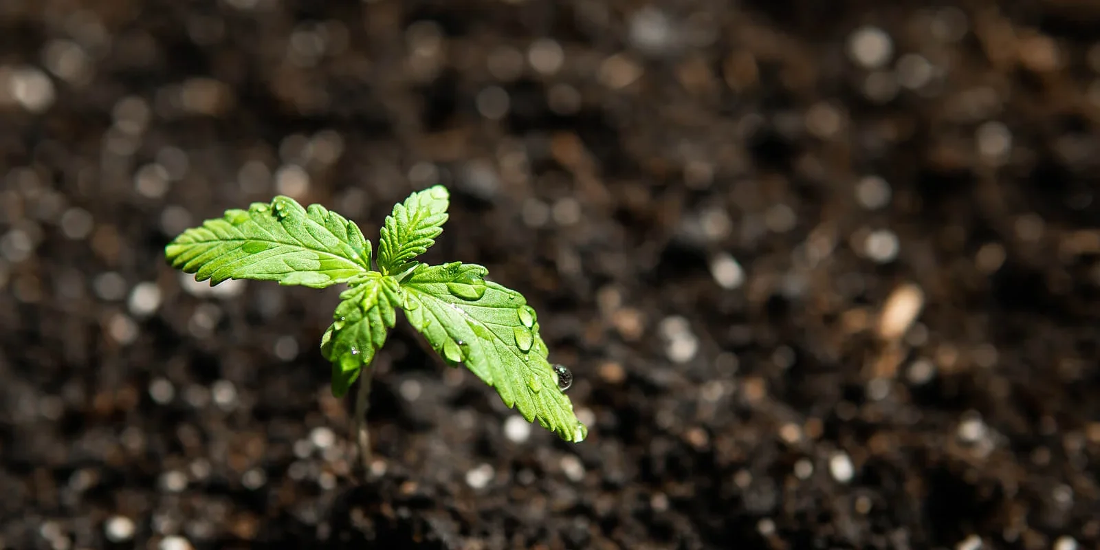 The Ultimate Guide to Choosing the Best Marijuana Soil for Your Cannabis Plants