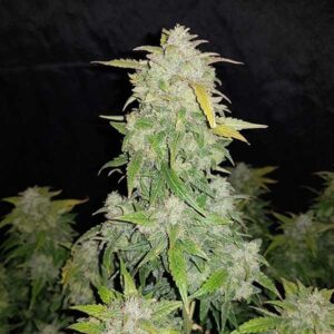 White Amnesia