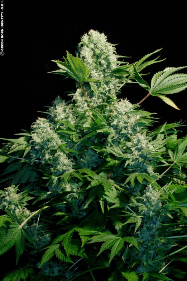 White Russian