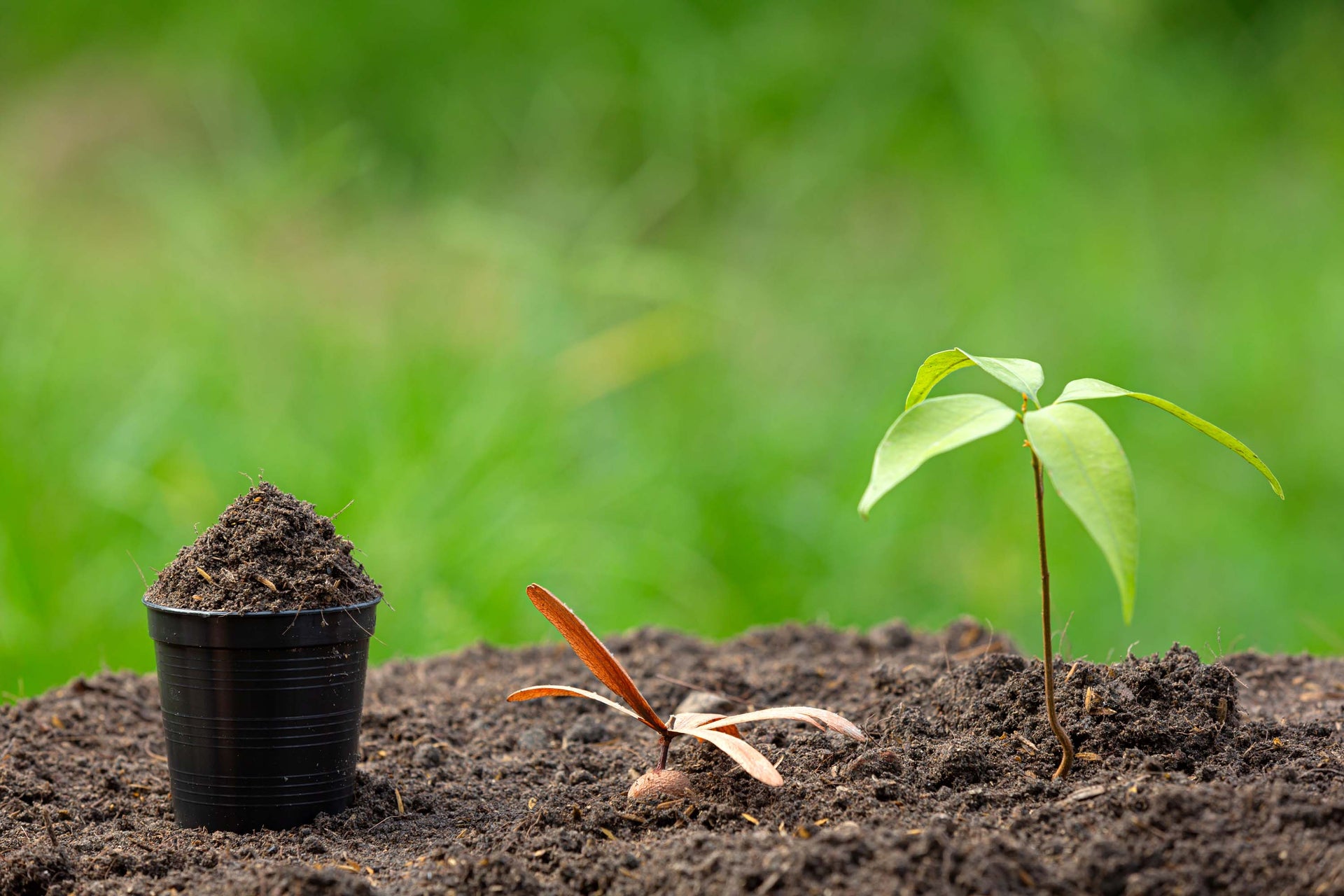 Steps That Help You Test Clone Sapling’s Health
