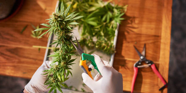 The Best Features to Look for in Cannabis Trimming Scissors and Trimmers