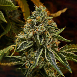 khalifa kush