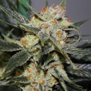 strawberry-cheesecake