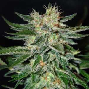 sugar-black-rose