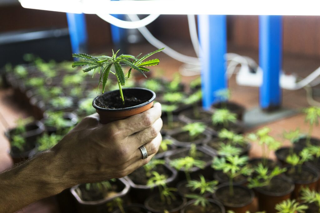 Cultivate Your Cannabis Plants Smartly with Top Quality Products