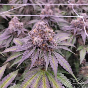 Granddaddy Purple