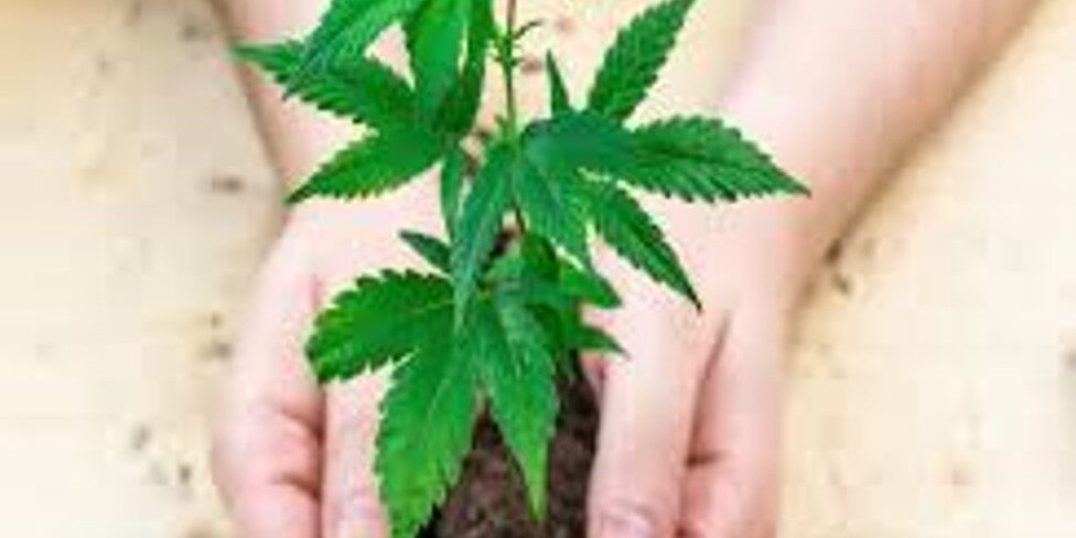 What To Look for In an Online Clone Supplier?