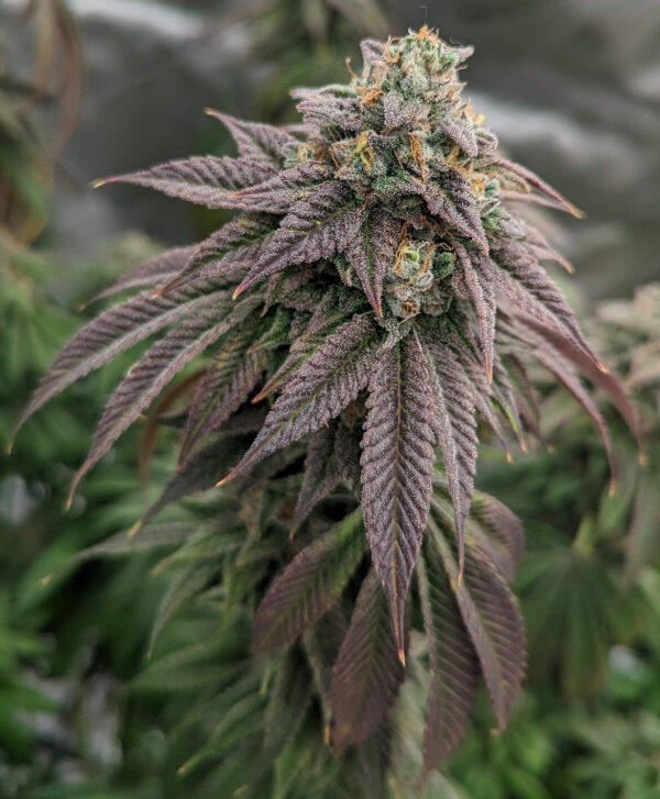 Pink Lemonade