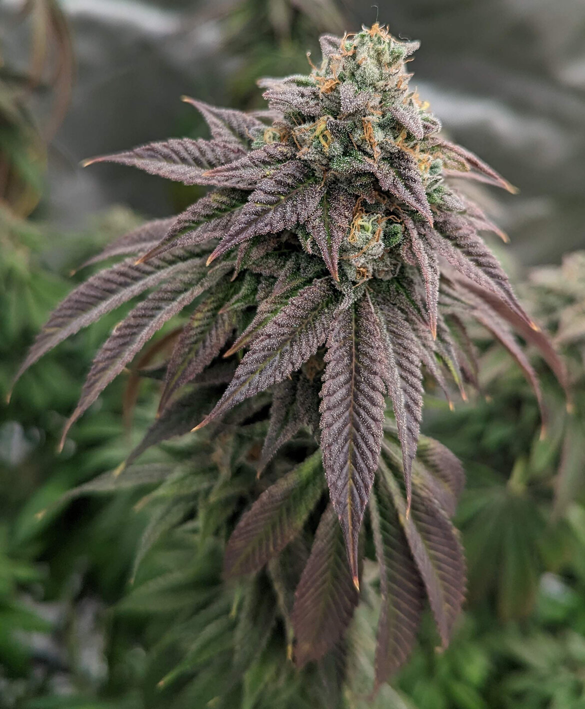 Pink Lemonade