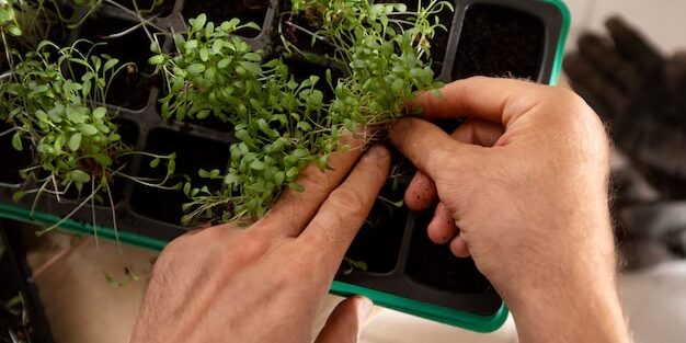 What Lighting Conditions Are Best For Rooting Marijuana Clones?