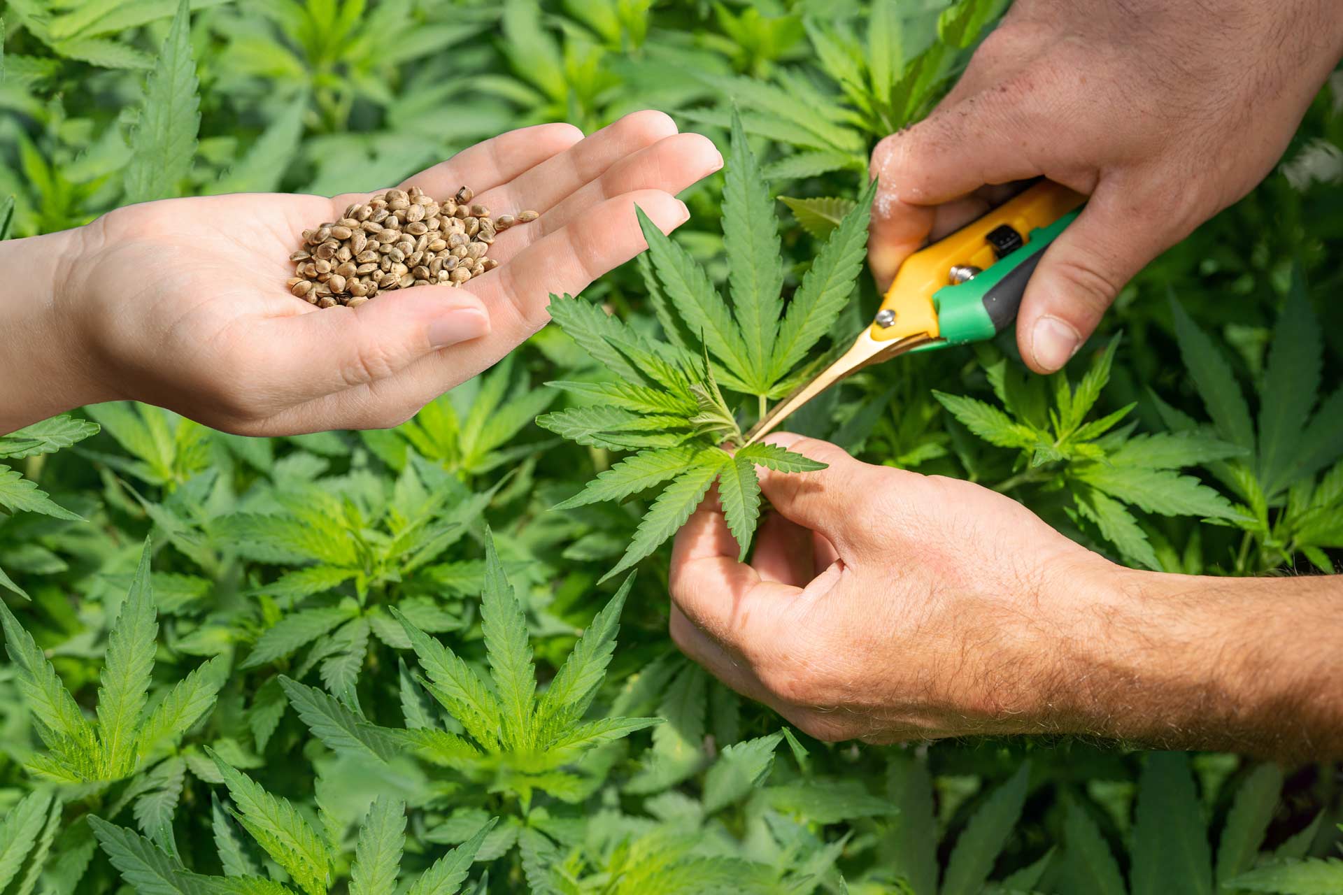 Important Facts Related to Ordering Marijuana-Clones Online