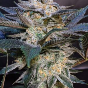 Biker OG