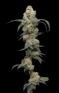 Farmers Daughter