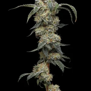 Farmers Daughter