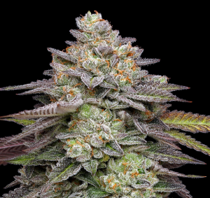 Jet Fuel Gelato