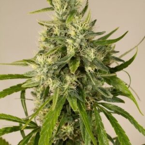 OG Trainwreck