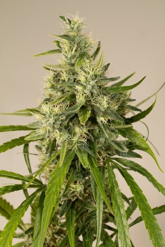 OG Trainwreck