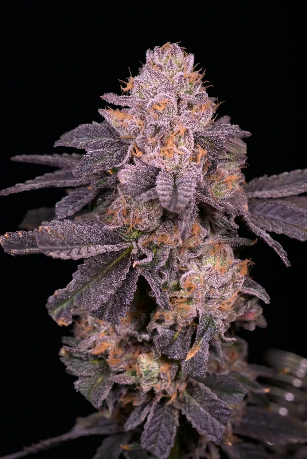 Octane Mints
