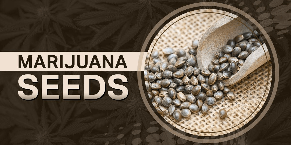 The Ultimate Guide to Buying Clones by Mail