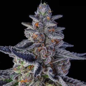 Purple Milk