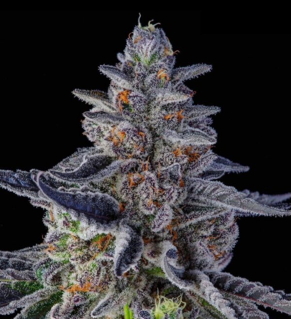 Purple Milk