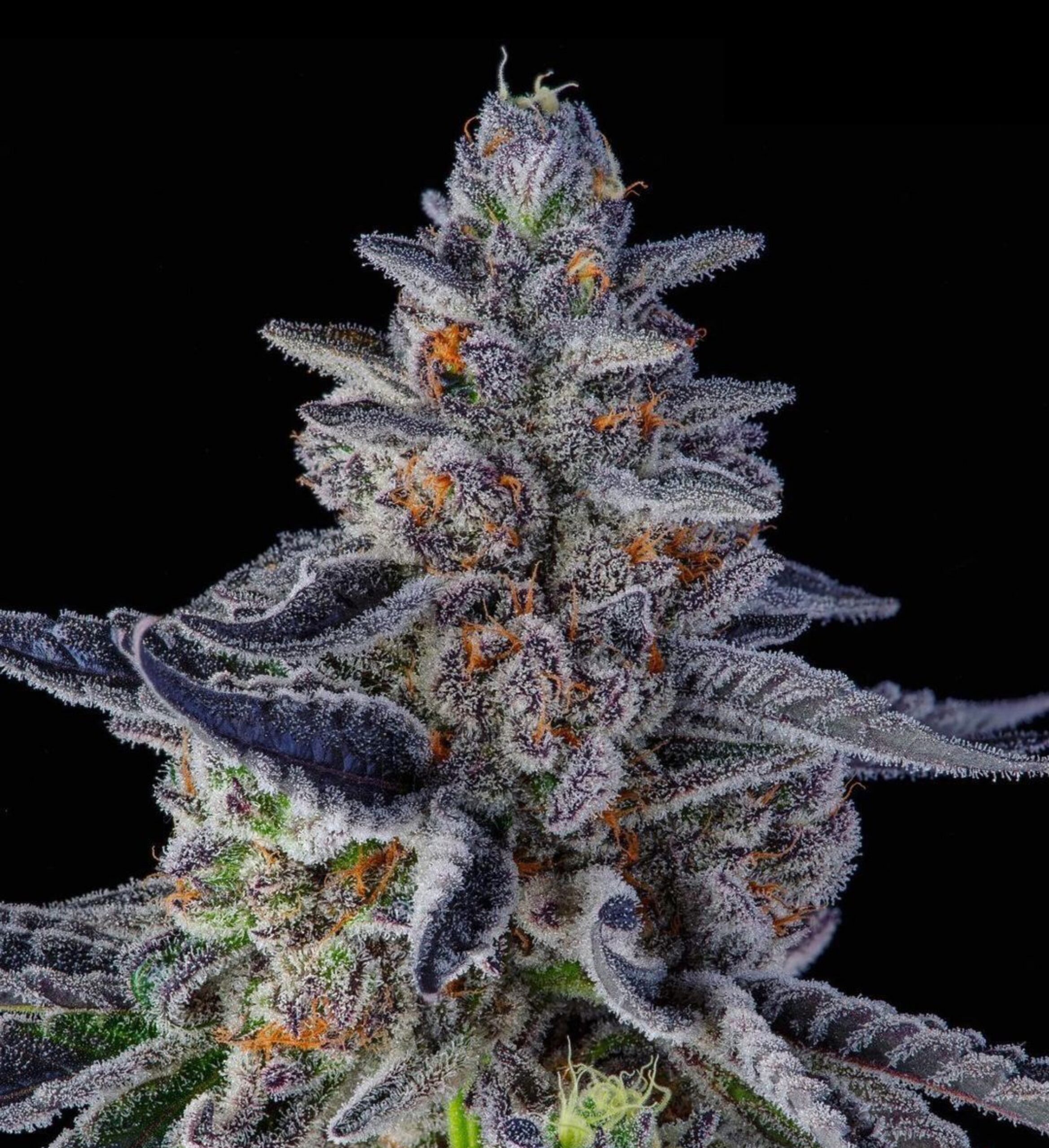 Purple Milk