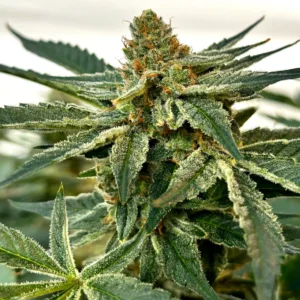 Ricky Bobby OG