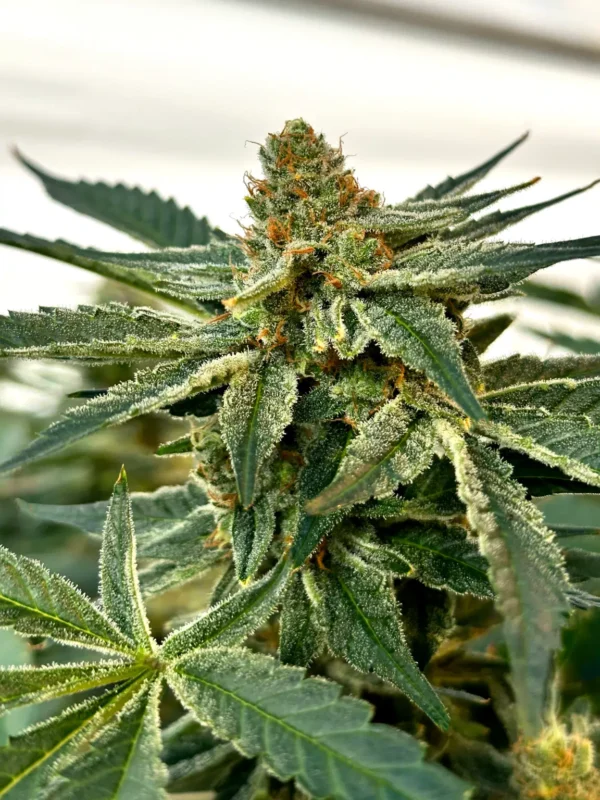Ricky Bobby OG