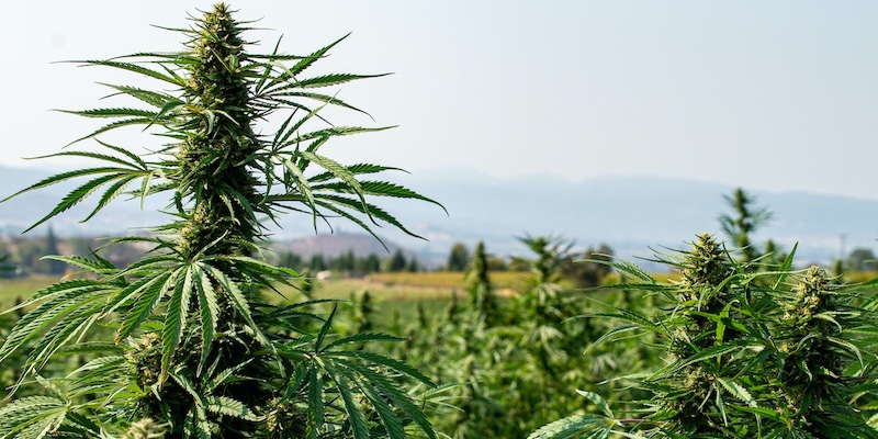 Starting a Cannabis Grow Late in the Season: Tips and Tricks for Success