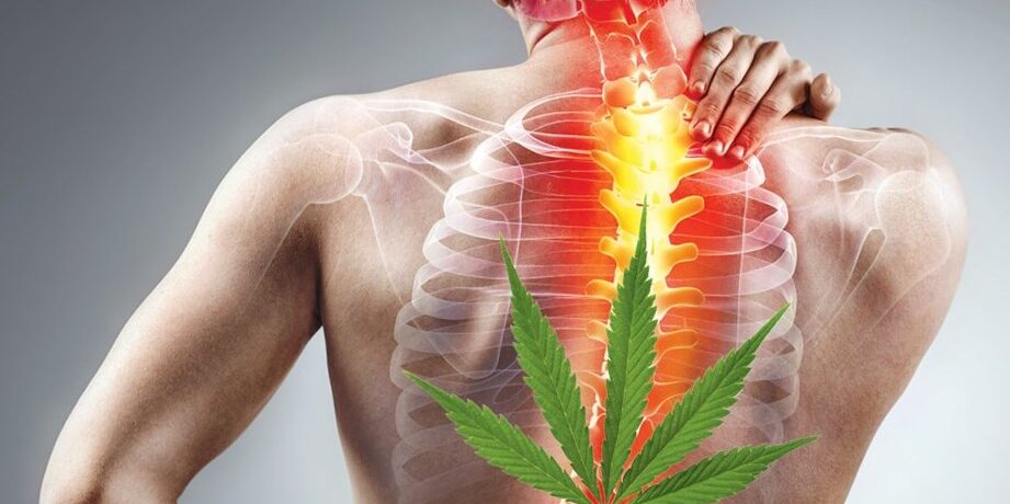 Top 5 Cannabis Strains for Chronic Pain Relief