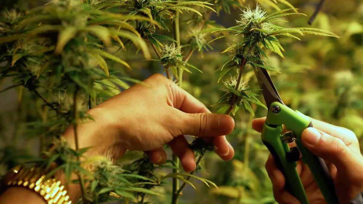 Benefits of Purchasing MMJ Clones from The Clone Conservatory