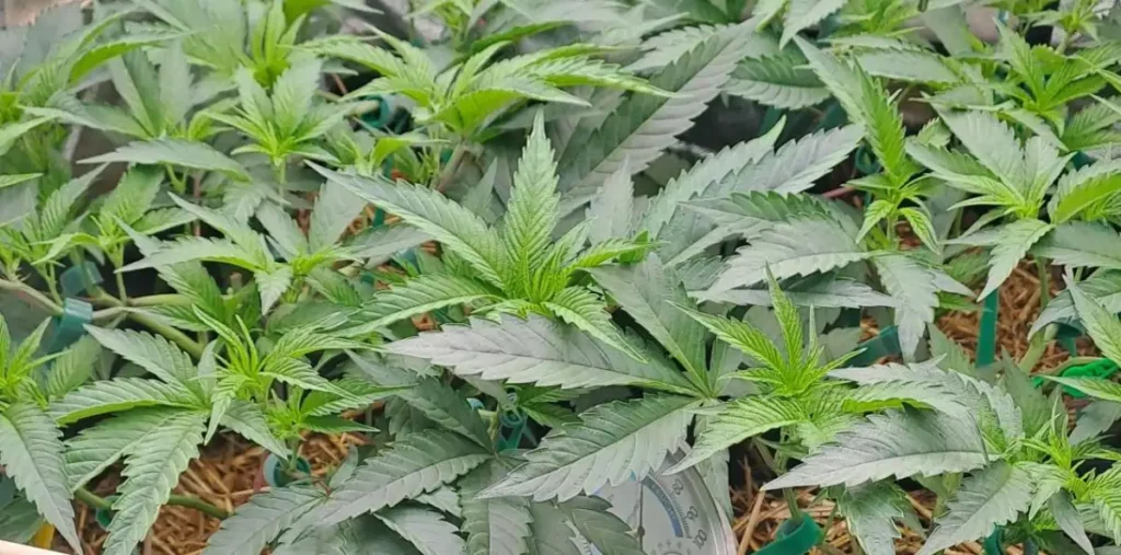 Buy Premium Quality Cannabis Clones Online from The Clone Conservatory