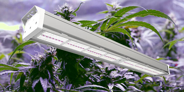 Best Lights for Growing Cannabis: A Comprehensive Guide