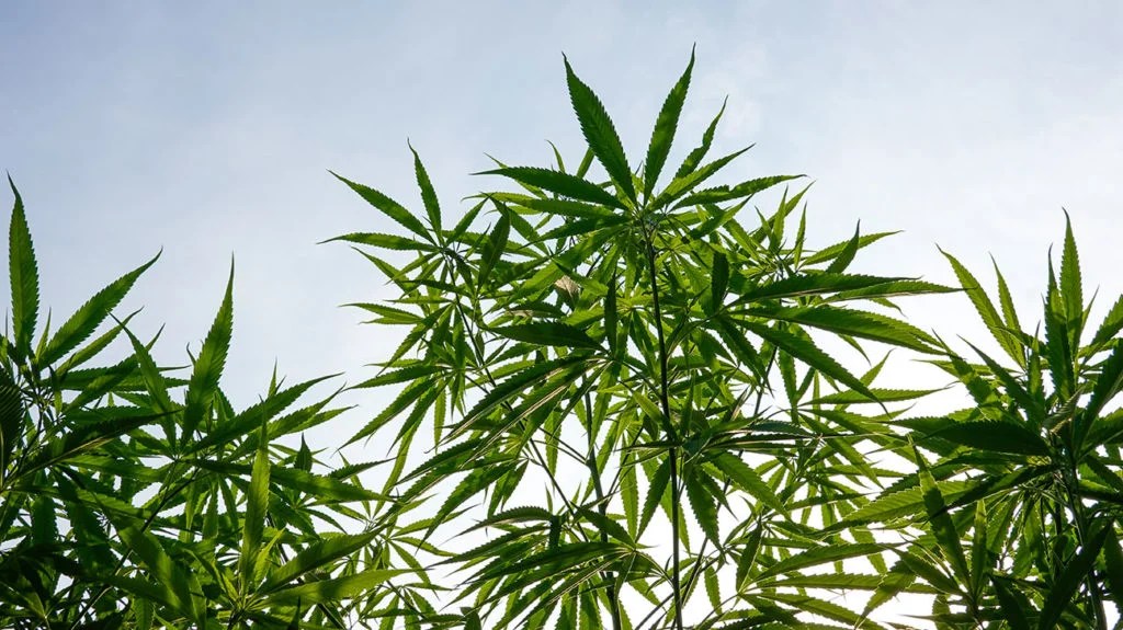 What Strains Of Marijuana Are Commonly Available As Clones?