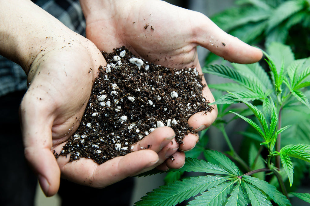 Try Marijuana Clones to Make Cultivation Process Faster