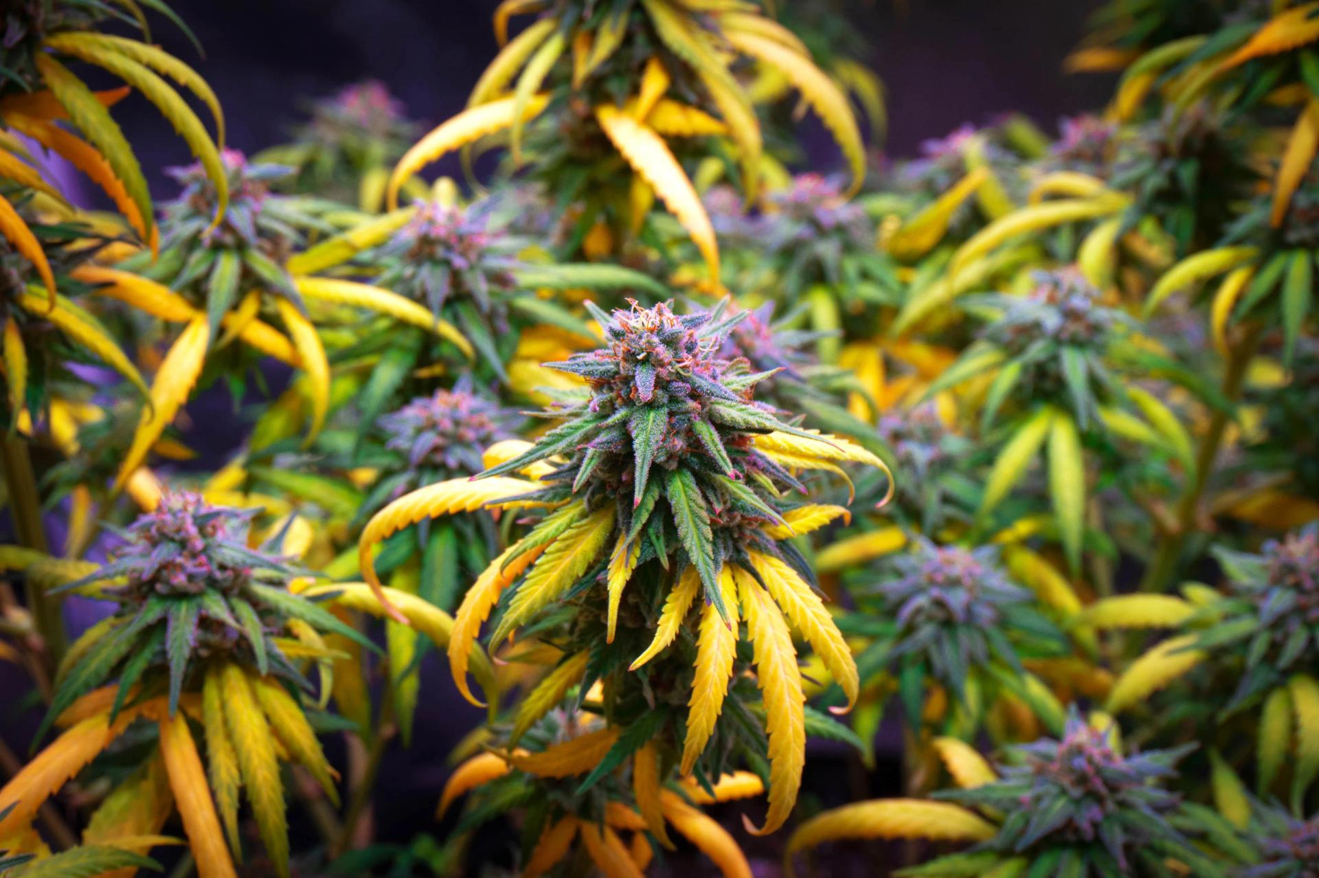 Harvesting Cannabis: How to Know When Your Plants Are Ready