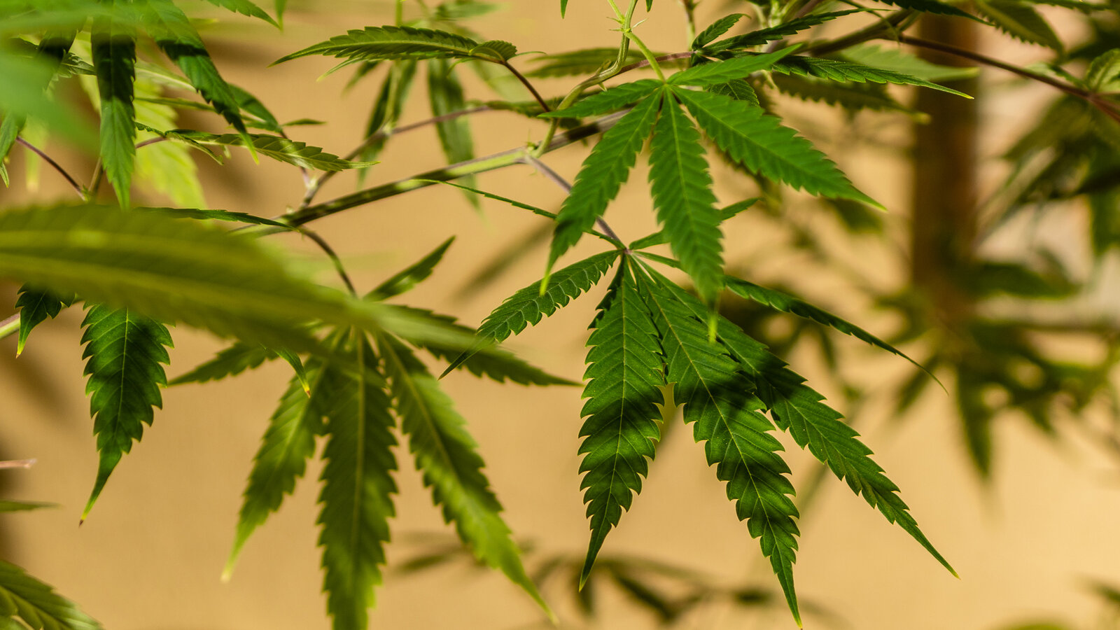 How To Know Whether Marijuana Plants Will Thrive In Your Climate Or Not?