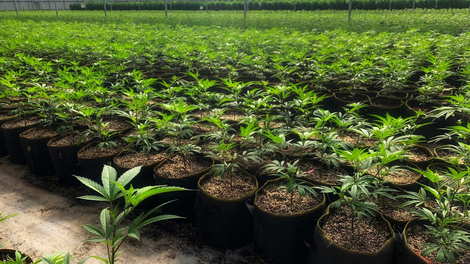 Are Clones More Affordable Than Seeds For Marijuana Cultivation?