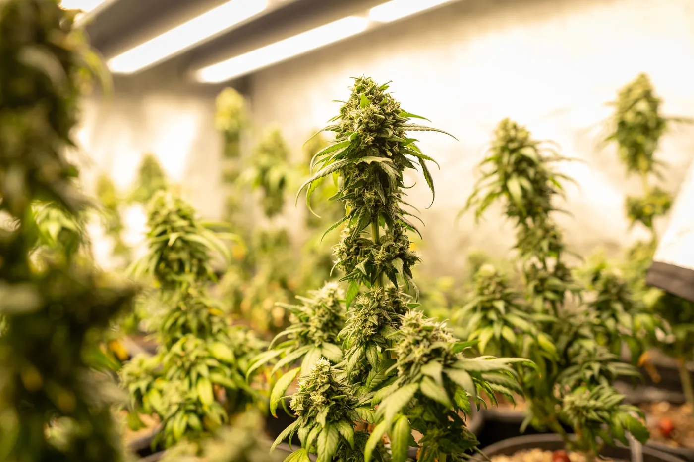Get Top Results from Cannabis Clones with The Clone Conservatory