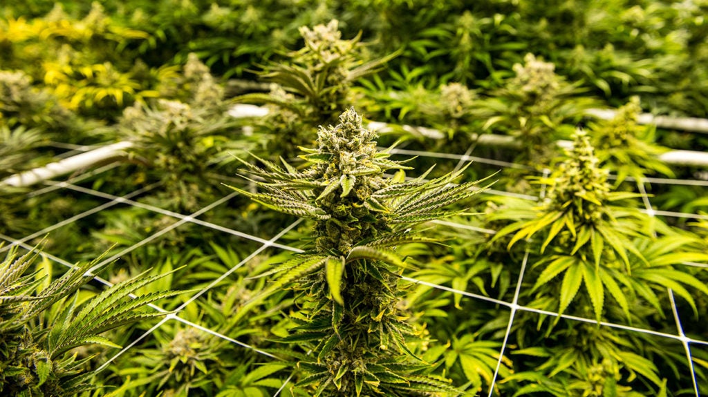 Brief About Purchasing Marijuana Saplings from Online Dispensary