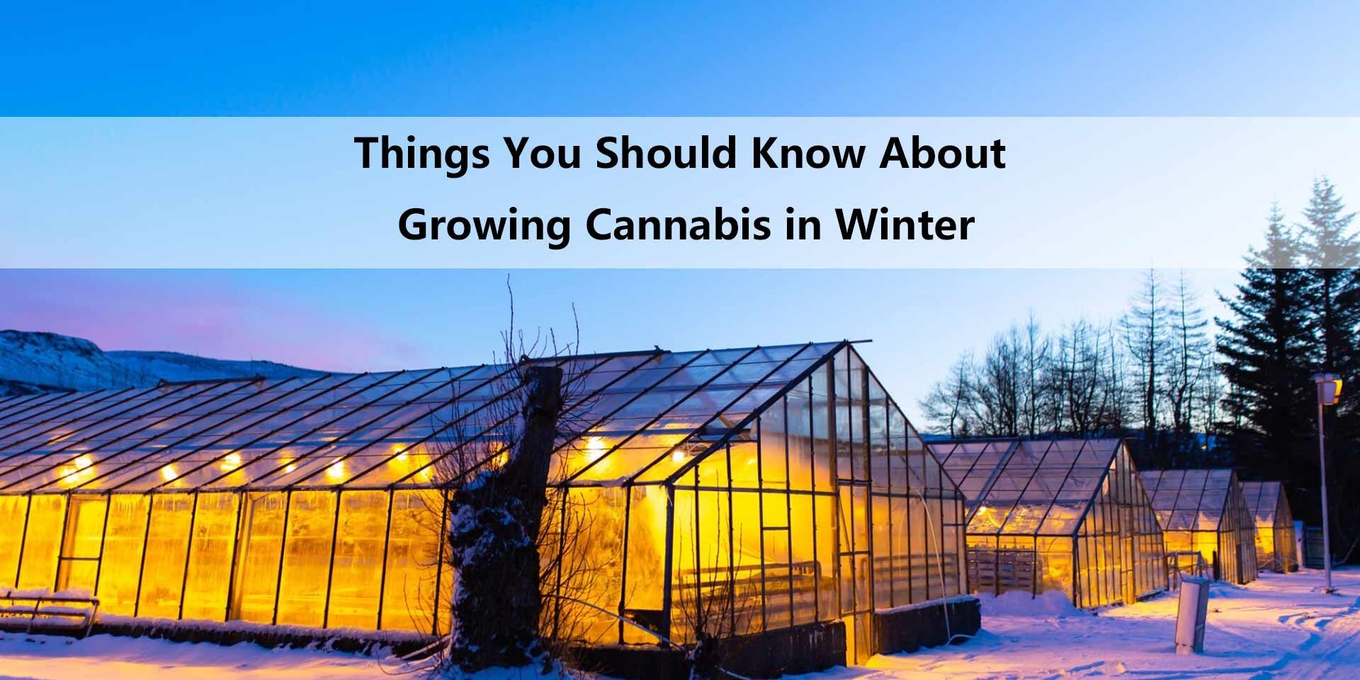 Winter is Coming: How to Prepare Your Cannabis Grow for Cold Weather